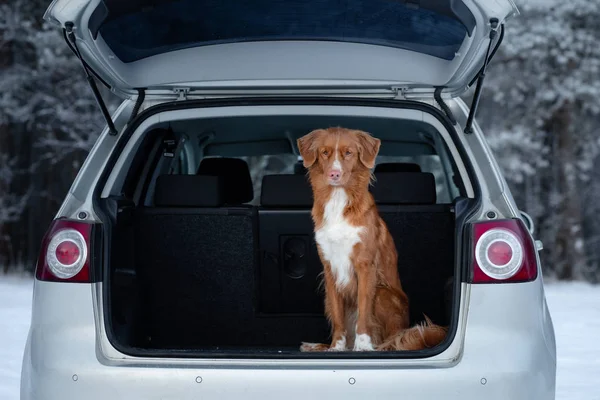 Hund ist im Auto. Reisen mit einem Haustier. Gesunder Lebensstil. Nova scotia duck Maut-Retriever. — Stockfoto