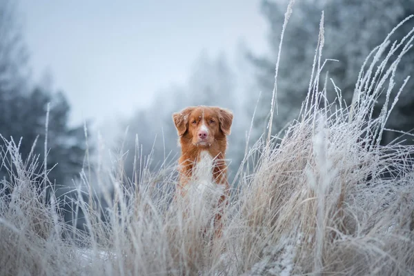Portret psa w śniegu. Zimowy nastrój. Nova Scotia Duck Retriever, Toller o przerobie usługowym — Zdjęcie stockowe