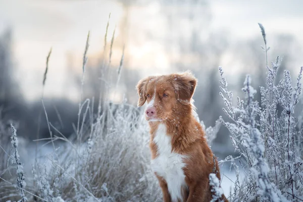 Retrato de un perro en la nieve.Humor de invierno. Retriever de peaje de pato de Nueva Escocia, Toller — Foto de Stock