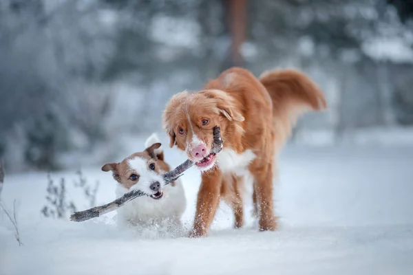 Deux chiens jouant avec un bâton dans la neige. Pet sur la nature. Nouvelle-Écosse Duck Tolling Retriever et Jack Russell Terrier — Photo