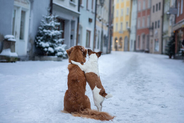two dogs hug each other and look at the street of a small town. Pet in the city, walk, trip