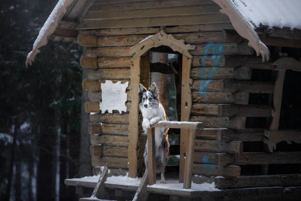 Perro en casa de madera en el bosque. Mármol frontera collie en la naturaleza. Camina con tu mascota en invierno —  Fotos de Stock