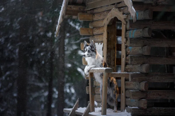 Hond op houten huis in het bos. Marmeren Bordercollie in de natuur. Lopen met uw huisdier in de winter — Stockfoto