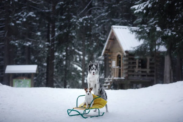 Og na saních v zimě. PET na přírodu v lese — Stock fotografie