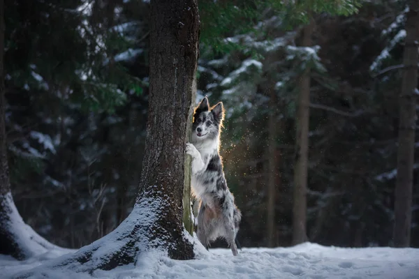 De hond is verstopt achter een boom. Border Collie in het bos in de winter. Lopen met uw huisdier — Stockfoto