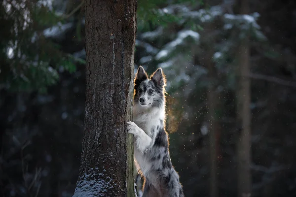 Ο σκύλος κρύβεται πίσω από ένα δέντρο. Border ποιμενικού σκύλου στο δάσος το χειμώνα. Με τα πόδια με το κατοικίδιό σας — Φωτογραφία Αρχείου