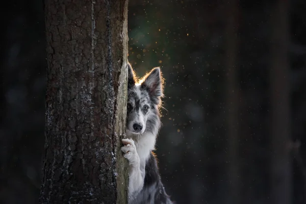 O cão está escondido atrás de uma árvore. Fronteira Collie na floresta no inverno. Caminhe com seu animal de estimação — Fotografia de Stock