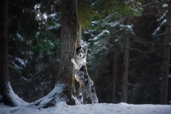Pies kryje się za drzewem. Border Collie w lesie w zimie. Spacer z pupilem — Zdjęcie stockowe