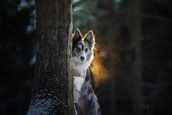 El perro se esconde detrás de un árbol. Border Collie en el bosque en invierno. Camina con tu mascota —  Fotos de Stock