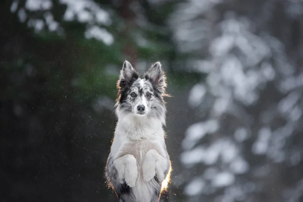 Портрет собаки зимой в лесу. послушный мраморный колли. Прогулка с домашним животным — стоковое фото