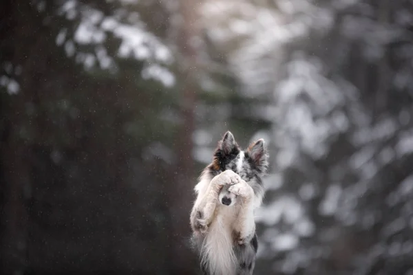 Retrato de un perro en el invierno en el bosque. obediente borde de mármol collie. Caminar con una mascota —  Fotos de Stock
