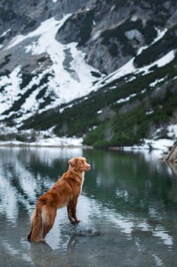 köpek kış dağlarında. Parkta doğa evde beslenen hayvan. Nova Scotia Duck Tolling Retriever,