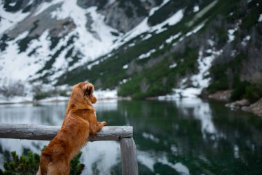 köpek kış dağlarında. Parkta doğa evde beslenen hayvan. Nova Scotia Duck Tolling Retriever,