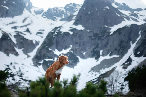 Hund in den Bergen im Winter. Haustier im Park auf die Natur. Nova scotia duck Maut-Retriever, — Stockfoto