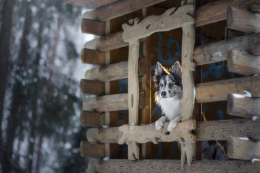 Köpek pencereden görünüyor. Kışın kenar kömür ocağı.