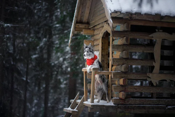 木造住宅で赤いスカーフで犬。冬のボーダーコリー。ペットの散歩に — ストック写真
