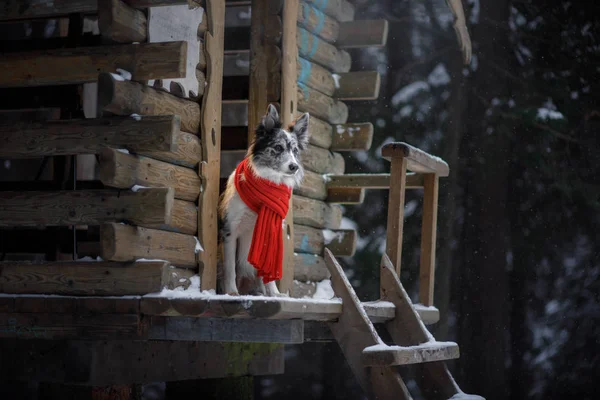 Cane in una sciarpa rossa alla casa di legno. Confine Collie in inverno. Animale domestico a piedi — Foto Stock