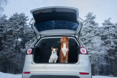 Bagajda arabada iki köpek. Bir evcil hayvan ile seyahat. Nova Scotia Duck Tolling Retriever ve bir Jack Russell Terrier