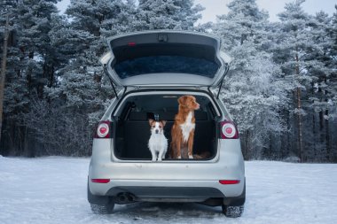 Bagajda arabada iki köpek. Bir evcil hayvan ile seyahat. Nova Scotia Duck Tolling Retriever ve bir Jack Russell Terrier