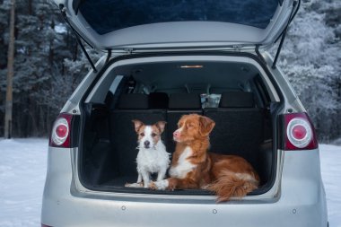 Bagajda arabada iki köpek. Bir evcil hayvan ile seyahat. Nova Scotia Duck Tolling Retriever ve bir Jack Russell Terrier