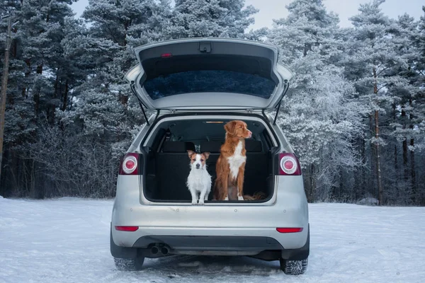 Dwa psy w samochodzie w bagażniku. Podróż ze zwierzętami domowymi. Nova Scotia Duck poboru opłat pies myśliwski i Jack Russell Terrier — Zdjęcie stockowe