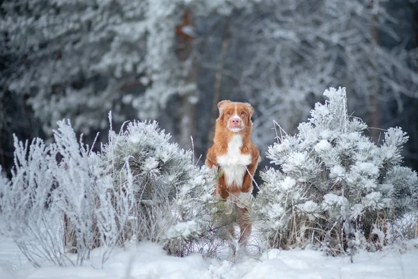 funny dog jumps in the winter in the snow. Nova Scotia Duck Tolling Retriever,