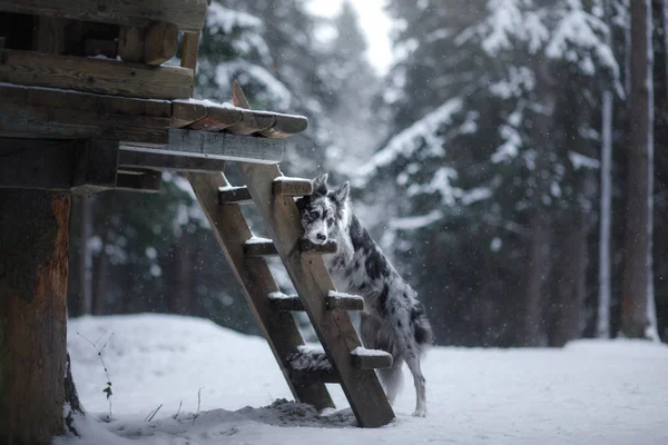 Perro en la casa en las escaleras. mascota al aire libre —  Fotos de Stock