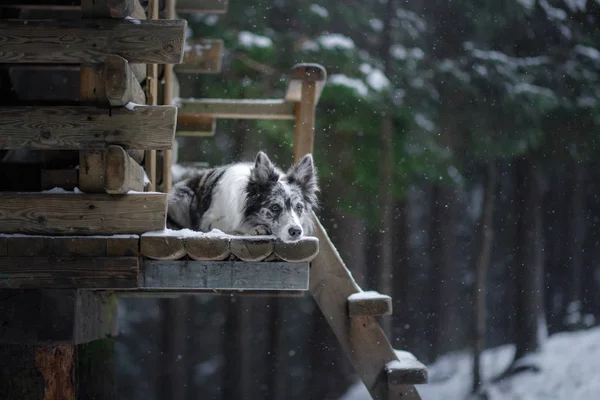 Perro en la casa en las escaleras. Mascotas en la naturaleza en invierno. Marble Border Collie al aire libre —  Fotos de Stock