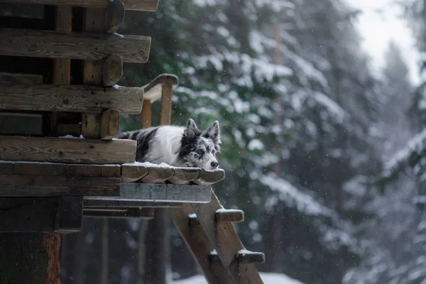 Cane a casa sulle scale. Animali domestici in natura in inverno. Marmo Border Collie all'aperto — Foto Stock