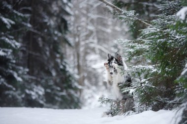 köpek kış ağaçların yanında. Kar yağışı evde beslenen hayvan. Doğada kenar kömür ocağı