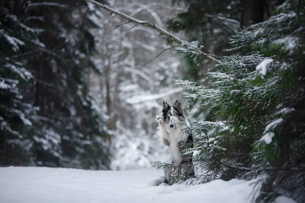 Perro en invierno por los árboles. Mascotas en la nevada. Collie fronterizo en la naturaleza —  Fotos de Stock