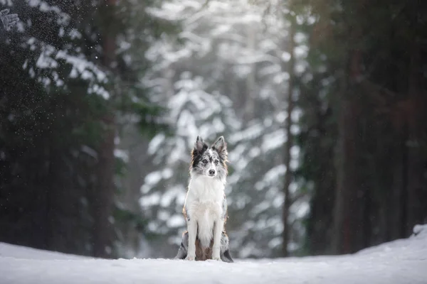 Hund im Winter an den Bäumen. Haustier im Schneefall. Border Collie in der Natur — Stockfoto