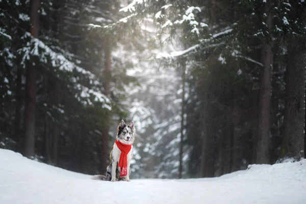 Hond in een rode sjaal in het forest. Border Collie in de winter. Huisdier op een wandeling — Stockfoto