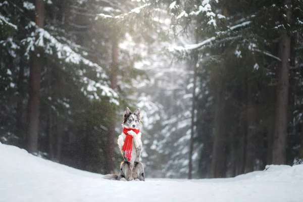 Cane in una sciarpa rossa nella foresta. Confine Collie in inverno. Pet su una passeggiata — Foto Stock