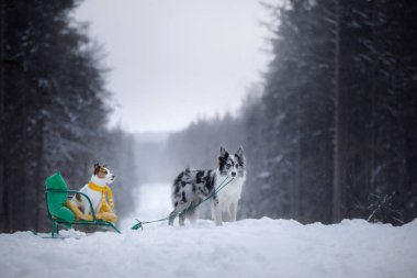köpek kızaklarımız üzerinde. Kış oyunları ile doğa evde beslenen hayvan.