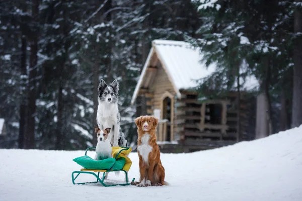 Perros en trineos. Juegos de invierno con una mascota en la naturaleza . —  Fotos de Stock