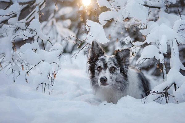 A kutya a hóban portré. Boldog Pet a tél séta. Engedelmes márvány határ skót juhászkutya — Stock Fotó