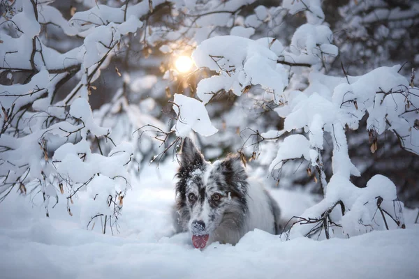 Retrato de um cão na neve. Feliz Pet no inverno para um passeio. Obediente de mármore Fronteira Collie — Fotografia de Stock