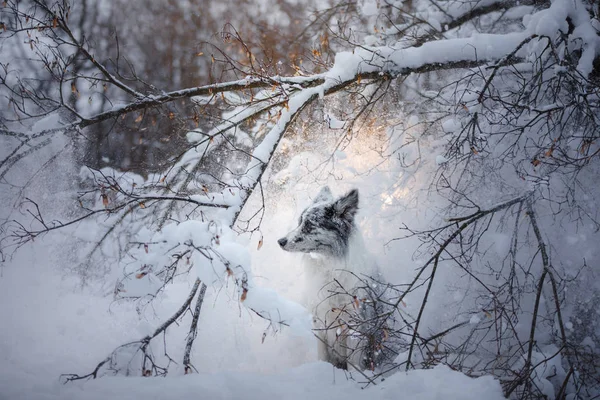 Retrato de un perro en la nieve. Happy Pet en invierno para dar un paseo. Borde de mármol obediente Collie —  Fotos de Stock