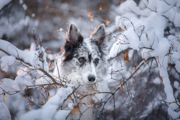Retrato de un perro en la nieve. Happy Pet en invierno para dar un paseo. Borde de mármol obediente Collie —  Fotos de Stock