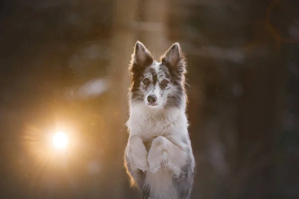 Retrato de um bonito border collie à noite . — Fotografia de Stock