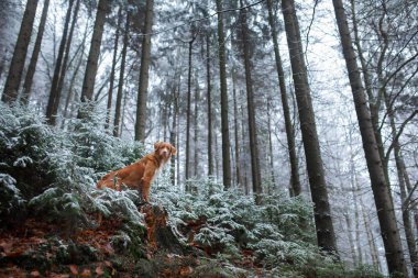 Kışın doğada hoarfrost köpek. Geç sonbaharda. Ormanda dışarıda evde beslenen hayvan. Nova Scotia Duck Tolling Retriever, Toller