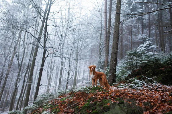 Cane sulla natura in inverno in hoarfrost. Fine autunno. Animali domestici nella foresta all'aperto. Nova Scotia Duck Tolling Retriever, Toller — Foto Stock