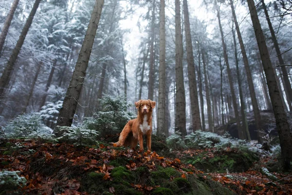 Perro en la naturaleza en el invierno en las heladas. A finales del otoño. Mascotas en el bosque al aire libre. Retriever de peaje de pato de Nueva Escocia, Toller — Foto de Stock