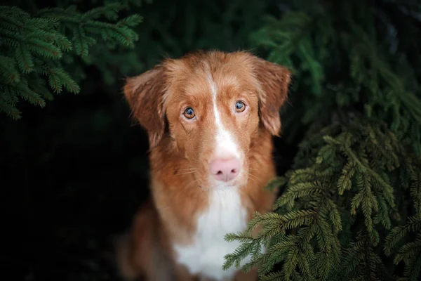 귀여운 강아지는 나무 아래에서 밖으로 보입니다. 노바 스코샤 오리 Tolling 리트리버, 롤러 — 스톡 사진