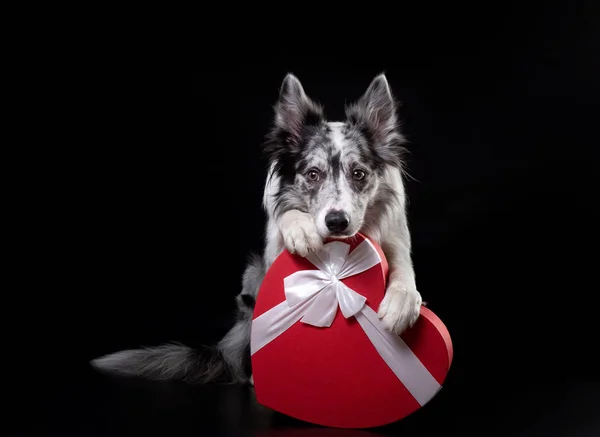 Hund bordercollie med ett hjärta. Festlig pet, 14 februari, våren — Stockfoto