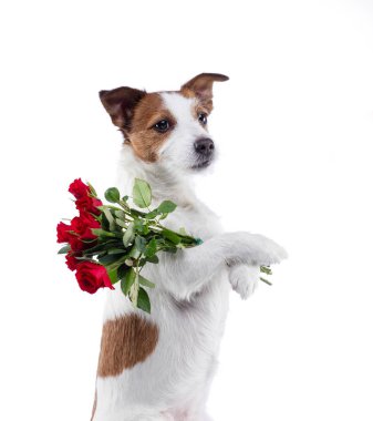 Köpek bir buket çiçek içinde onun paws tutar. Sevgililer günü. Festival evde beslenen hayvan. Jack Russell Terrier