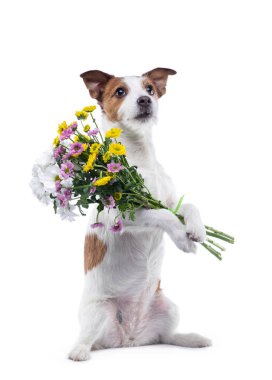 Köpek bir buket çiçek içinde onun paws tutar. Sevgililer günü. Festival evde beslenen hayvan. Jack Russell Terrier