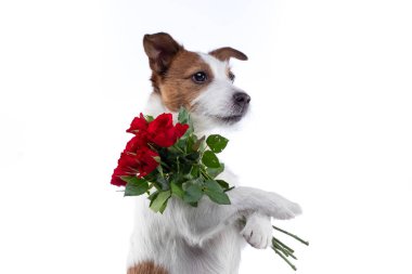 Köpek bir buket çiçek içinde onun paws tutar. Sevgililer günü. Festival evde beslenen hayvan. Jack Russell Terrier