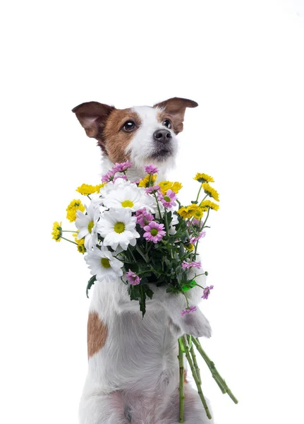 这只狗的爪子里拿着一束鲜花。在情人节那天节日宠物。杰克·罗素·泰瑞尔 — 图库照片